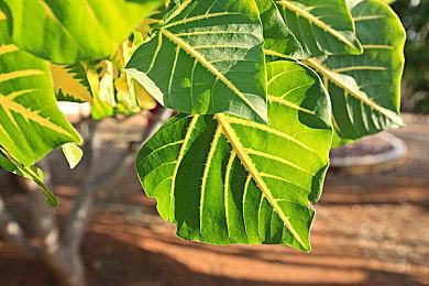 Xbox工程师表示正在着手修复导航按钮延迟的问题